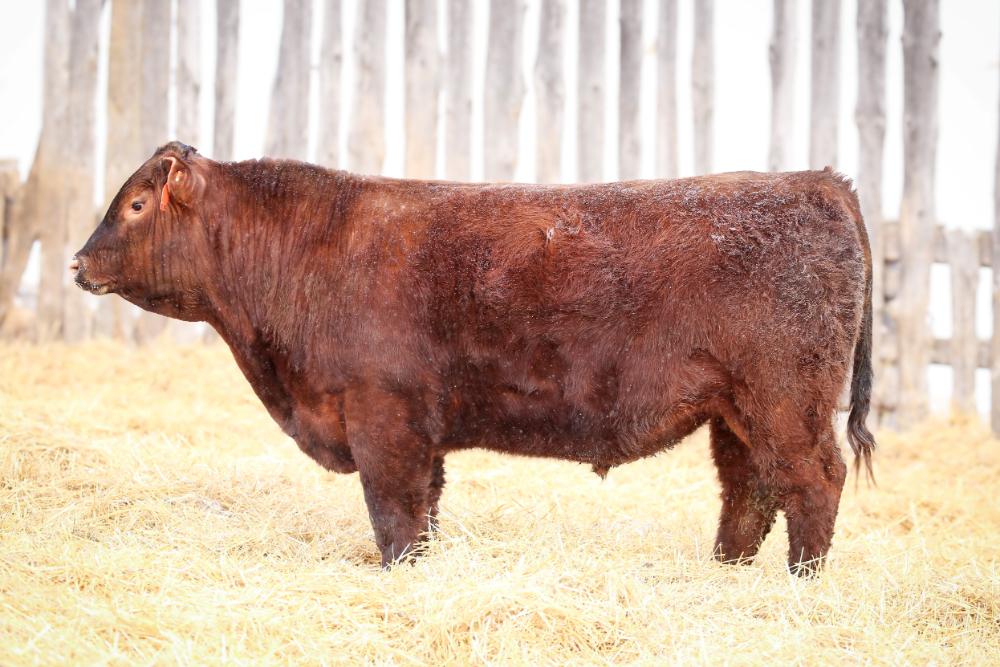 bull